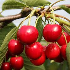 10+ Summer Sun Cherry Seeds – Sweet, Juicy, High-Yield Cherry Tree