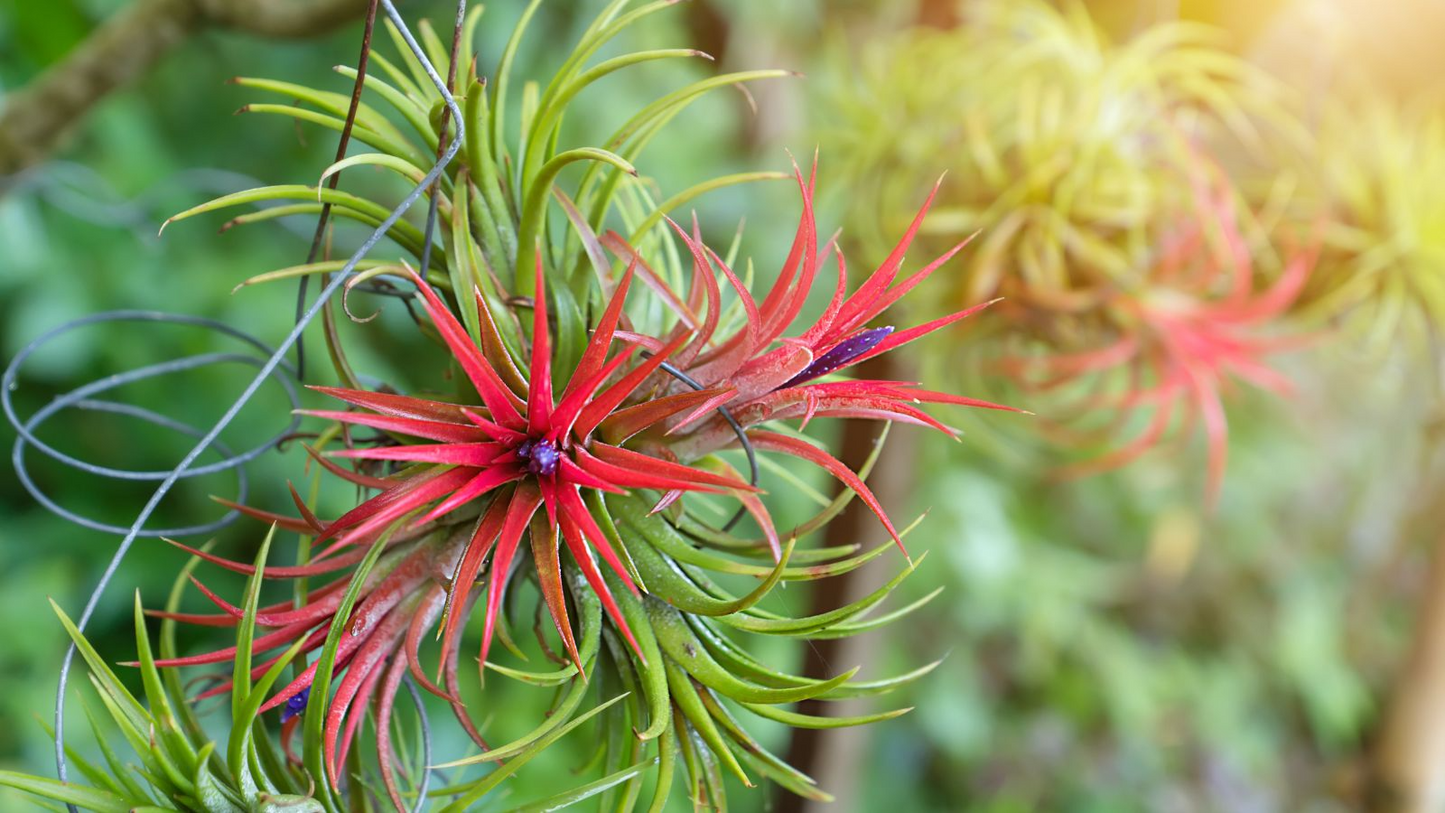 5 Bare Root Ionantha Fuego Red Air Plants, Low Maintenance, Exotic Variety, Tillandsia