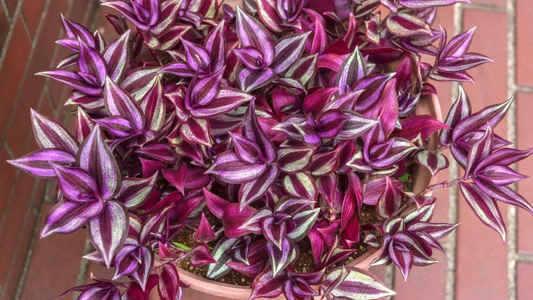 10 Unrooted Cuttings 5-7" Wandering Jew Tradescantia Purple Zebrina Plant | Easy to Grow, Indoor Hanging Vine, Gorgeous Variegated Leaves