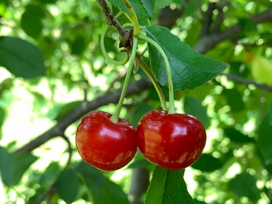 Montmorency Cherry Fruit Tree 8" Cuttings - 8 Fresh Scion Wood for Rooting & Grafting