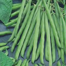 5g Petite Filet French Bean Seeds Phaseolus vulgaris | Gourmet Stringless Haricots Verts for Planting