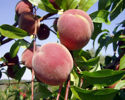 Nemaguard Peach Starter Plant (6-8 Inches Tall) | Live Healthy Seedling | Deciduous Tree | Easy to Grow | Great for Landscaping