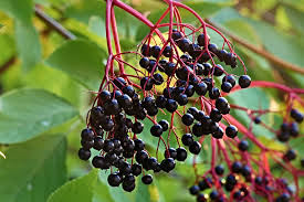 12 Elderberry Cuttings (6 York & 6 Adams) | 6-12" Hardwood Cuttings | Root Easily, Hardy in Zones 3-9 | Berry and Pollinator Bush Starter