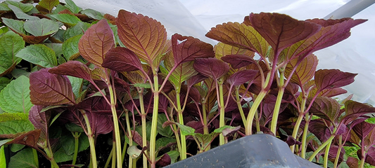 400 Seeds Perilla (Shiso) Jeok Ssam Ip Herb for Planting – Aromatic Asian Herb for Sushi, Garnishes, Salads & Stir-Fries