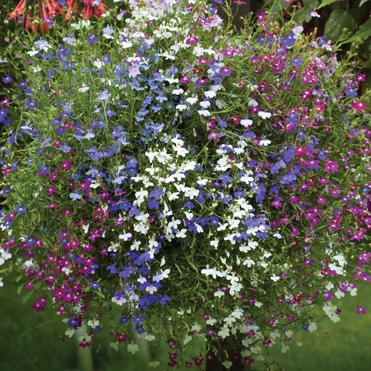 100 Cascade Lobelia Seed Mix, Colorful Trailing Perennial Flowers (Lobelia erinus), Hanging Baskets, Garden, Low-Maintenance, Summer Blooms