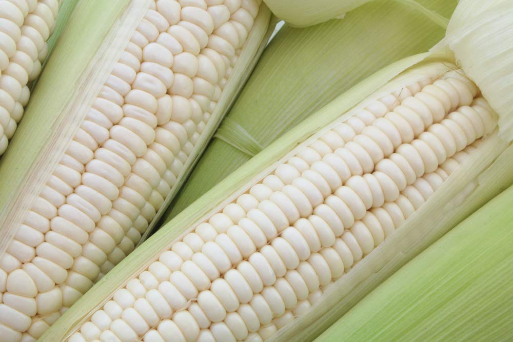 50pcs Sweet White Corn Seeds – Heirloom, Non-GMO, Delicious & Tender, Perfect for Home Gardens