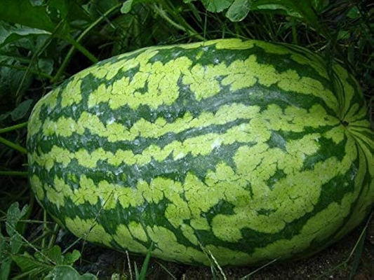 Carolina Cross Watermelon Seeds – 50+ Giant Fruit Seeds – Heirloom Variety for Sweet Pink Flesh & High-Yield Garden Harvest – USA