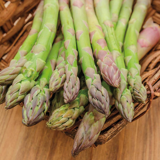 10 Bare Root Plants Green Jersey Giant Live Asparagus, 2-Year Crowns, Asparagus officinalis, High-Yield, Perennial Garden Starter