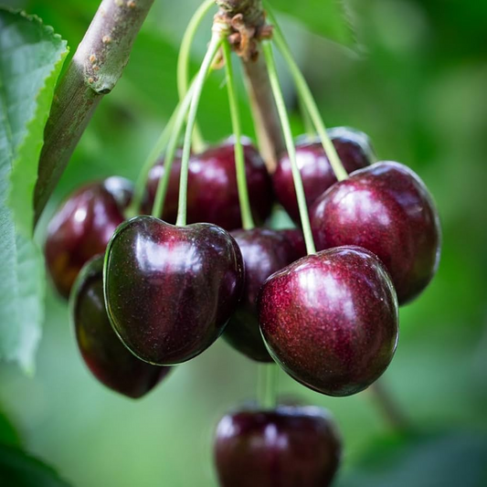 30 Fresh Black Cherry Tree Seeds - Sweet Fruit, Easy to Grow, Perfect for Home Gardens
