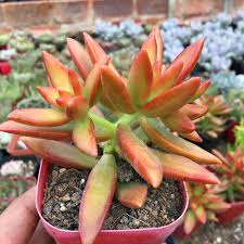 2 Bare Root Live Plants 2" Sedum adolphi ‘Firestorm’ Succulent | Red-Orange Edged Foliage | Easy Care