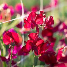 Mark Williams Sweet Pea Seeds – 50+ Rose-Pink Blooms – Climbing Vine for Trellises, Bouquets, Cottage Gardens & Floral Borders – USA
