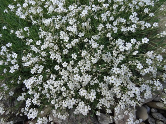 200 Seeds Baby's Breath PERENNIAL Gypsophila paniculata, Classic Cut Flowers, Pollinator-Friendly, Non-GMO, Fragrant White Flowers