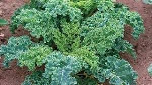 2,000 Dwarf Siberian Kale Seeds – Non-GMO Heirloom, Cool Weather, Great for Containers |