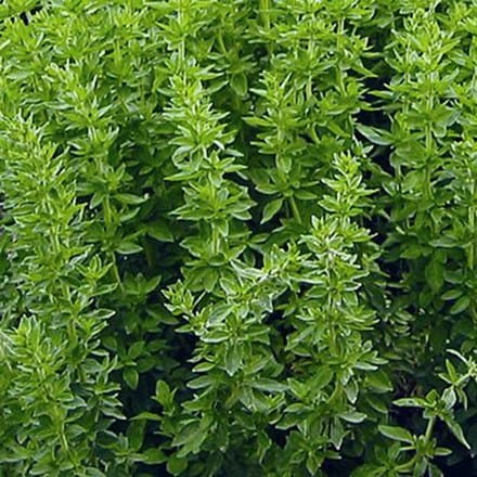 2000 Seeds Greek Oregano (Origanum vulgare subsp. hirtum) – Aromatic Culinary Herb for Gardens and Pots