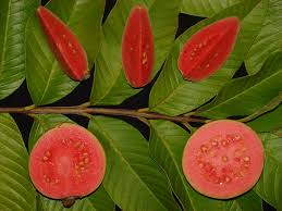 Ruby Supreme Guava Seeds - 50+ Tropical Fruit Seeds, USA Grown, , Sweet Pink Flesh, Container or Garden Growing