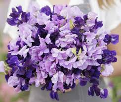 15 Sweet Pea Purple Mix Seeds | Fragrant Climbing Vine, Purple Flowers, Non-GMO, Easy to Grow for Garden Trellis & Arbors