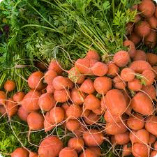Parisian Carrot Seeds | Heirloom Non-GMO | Round Sweet Carrots | 60 Days to Harvest | USDA Zones 2-10 |