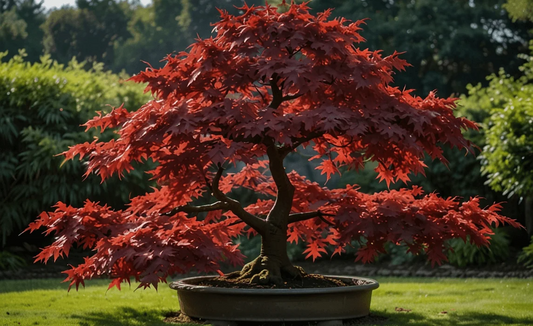 3 Dormant Japanese Maple Seedlings - Acer palmatum 'Bloodgood' - 8-10” Tall - Stunning Red Foliage - Ideal for Bonsai & Gardens