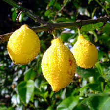 Bumpy Lemon Starter Plant Seedling - Charichuelo (Garcinia madruno) Live Tropical Fruit Tree 12″-24″ - Tangy Citrus-Like Fruit for Garden