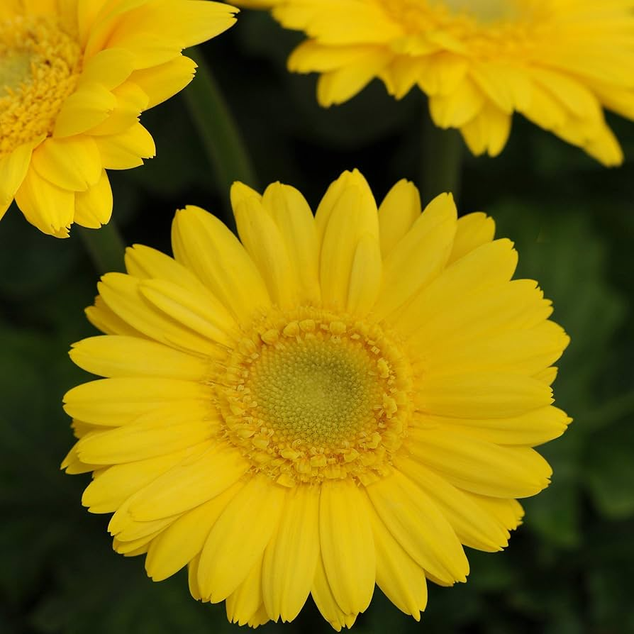 200+ Light Yellow Gerbera Daisy Seeds – Soft Yellow Blooms for Garden Planting, Long-Stemmed Flowers for Beds, Pots & Bouquets – USA
