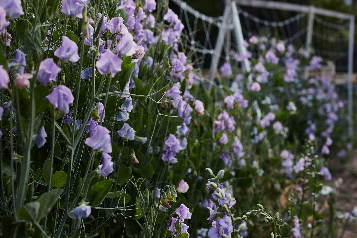 50+ Chatsworth Sweet Pea Seeds – Fragrant Lavender-Blue Blooms for Garden Planting, Climbing Vines for Trellises & Bouquets – USA