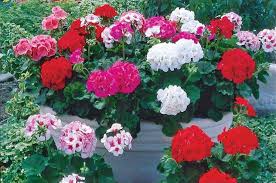 Organic Geranium 'Regal Pelargonium' - 3 Fresh Cuttings (5-8") - Easy to Grow, Sun-Loving Outdoor Plant