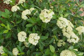 40 Tea Berry Shrub Seeds - Viburnum cassinoides, Witherod, Edible Fruits, Perennial, Native Plant, Aromatic Tea Leaves