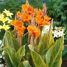 Canna Lily Pretoria Bengal Tiger Bulb, Orange Variegated Flowers, Tropical Accent, Award-Winning, USDA Zones 8-11, Live Plant Bulb