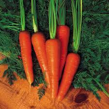 1000+ Moonraker Carrot Seeds – Sweet, Crisp, White Heirloom Carrots