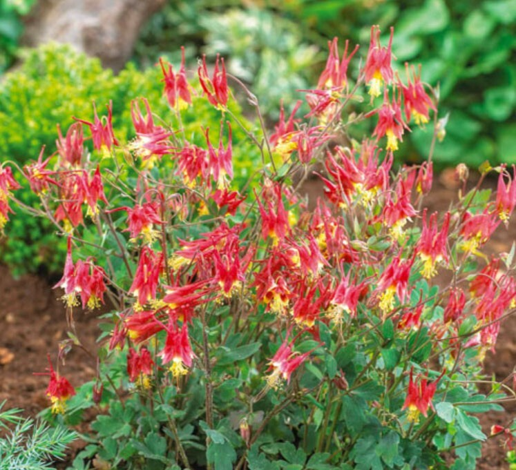 500 Seeds Columbine EASTERN RED Perennial, Aquilegia canadensis, PartShade, Attracts Pollinators, Non-GMO, Beautiful Red Blooms