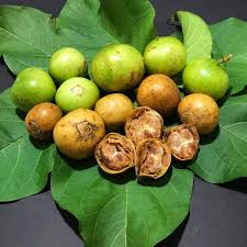 Spanish Tamarind (Vangueria madagascariensis) – Live Tropical Fruit Tree, 12”-24”, Ornamental and Fruiting, Exotic and Irresistible