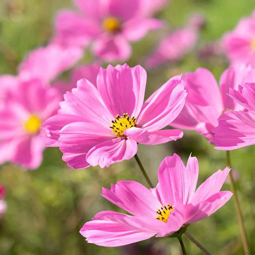500 Seeds Cosmos Gloria (Cosmos bipinnatus) – Bright Pink Blooms, Pollinator-Friendly, Easy-to-Grow Annual Flower Seeds