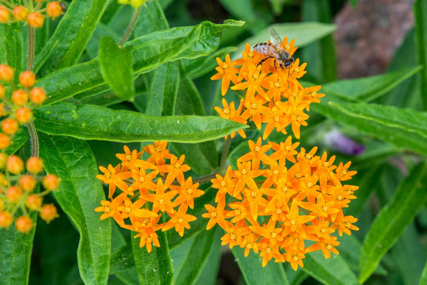 5 Butterfly Weed Plants, Asclepias tuberosa, Perennial Bare Root, Monarch Butterfly Attracting