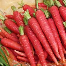 150 Seeds Atomic Red Carrot (Daucus carota) – Vibrant, Nutrient-Rich Red Carrot Variety