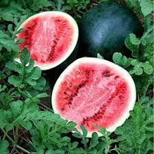 45pcs Sugar Baby Watermelon Seeds | Juicy & Sweet | Easy to Grow | Non-GMO