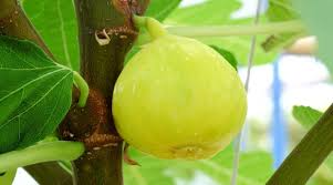 100+ White Marseilles Fig Seeds – Grow Ficus carica Sweet Heirloom Figs for Garden & Home
