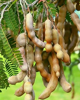 Sour Tamarind Starter Plant Seedling (Tamarindus indica) - Live Fruit Tree 2′-3′ Tall - Asam Jawa, Tangy, Tropical Fruit for Garden Orchard