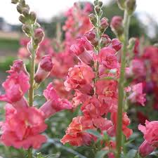 Antirrhinum majus Madame Butterfly Bronze Snapdragon Seeds – 1000+ Double-Petal Blooms for Garden & Cut Flowers