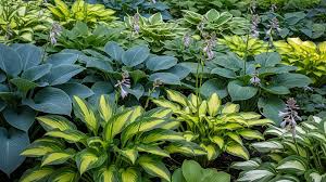 50 Hosta Seeds Mix - A Variety of Colors and Species, Perennial Shade Plant, Low Maintenance, Hardy Garden Starter, Decorative Foliage