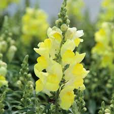 Candy Tops Yellow Snapdragon Seeds (Antirrhinum majus) | 1000+ Seeds | Compact, Bright Yellow Blooms for Garden & Containers
