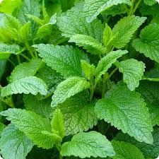 1000 Seeds Lemon Balm (Melissa officinalis) – Aromatic Herb for Teas, Culinary Use, and Pollinator-Friendly Gardens