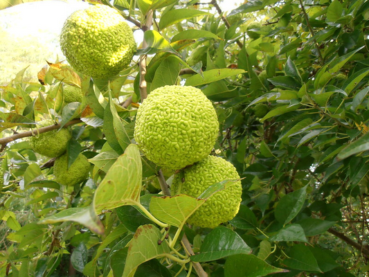 50 Osage Orange Tree Seeds (Maclura pomifera), Bois D'Arc Fresh Seeds, 8-15' Tall,