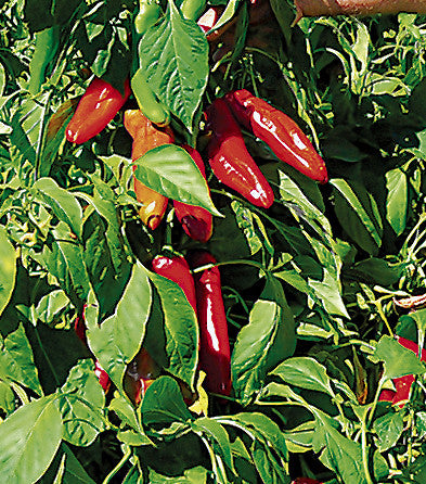 25 Hatch Ms. Junie Pepper Seeds – Capsicum annuum – Mild & Flavorful, High-Yielding, Perfect for Roasting
