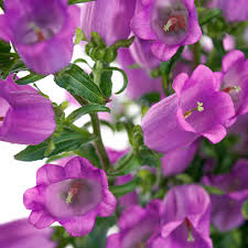 2 Campanula Champion II Bellflower Plants, Healthy Starter Plant | Bellflower Perennial, Gorgeous Blooms for Garden & Landscape