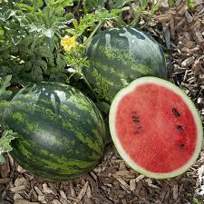 Mini Love Watermelon Seeds – 50+ Seeds – Small, Sweet Red Melons for Compact Gardens, Raised Beds, and Patio Growing – USA