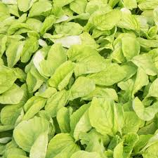 500 Edible Amaranth Seeds - Amaranthus White Light Green | Chinese spinach | Nutritious Leafy Green for Planting, Gardening & Culinary Use