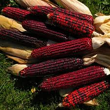 Bloody Butcher Corn (Zea mays) – Heirloom Red Kernels for Flour & Decor