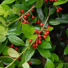 500 mg Seeds Ilex Cornuta – Chinese Holly for Planting | Evergreen Shrub for Privacy, Hedges, and Wildlife-Friendly Landscaping
