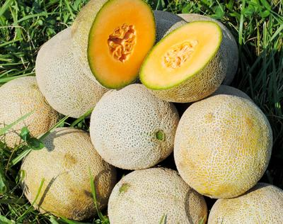 Edisto 47 Cantaloupe Seeds | Heirloom Non-GMO | Sweet Melon | Disease Resistant | 3-5 lbs Fruit | USDA Zones 2-10 |