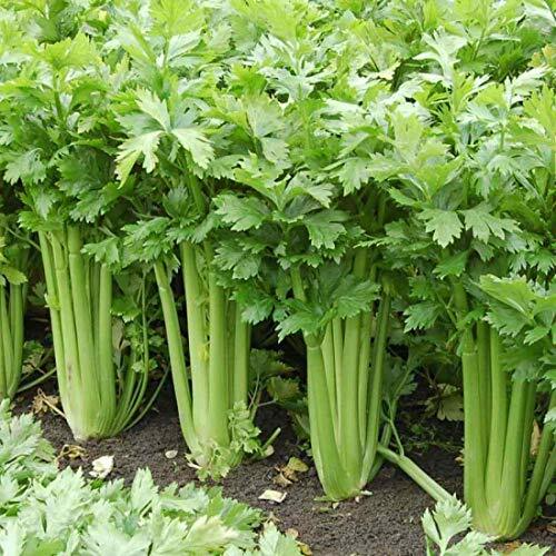 Giant Golden Pascal Celery Seeds | Non-GMO | 2-Foot Tall Stalks | Crisp & Flavorful | USDA Zones 2-10 |